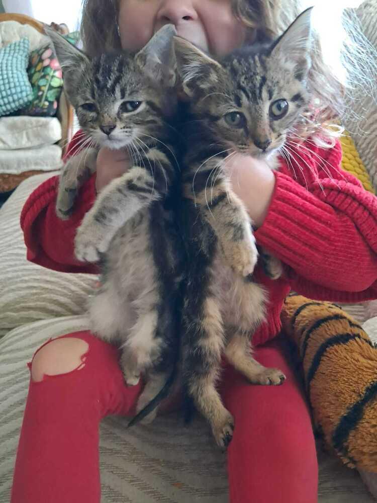 Cecil, Adoptable, Kitten Male Domestic Short Hair.