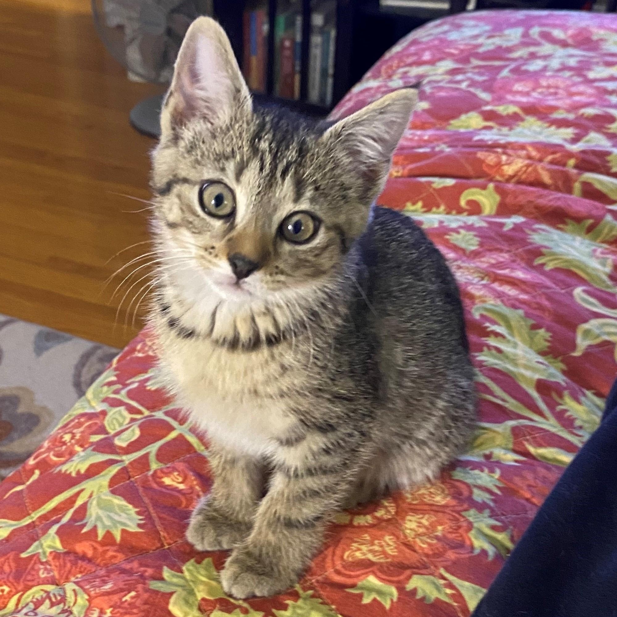 Ramona, an adopted mixed breed in Minneapolis, MN image 2/6