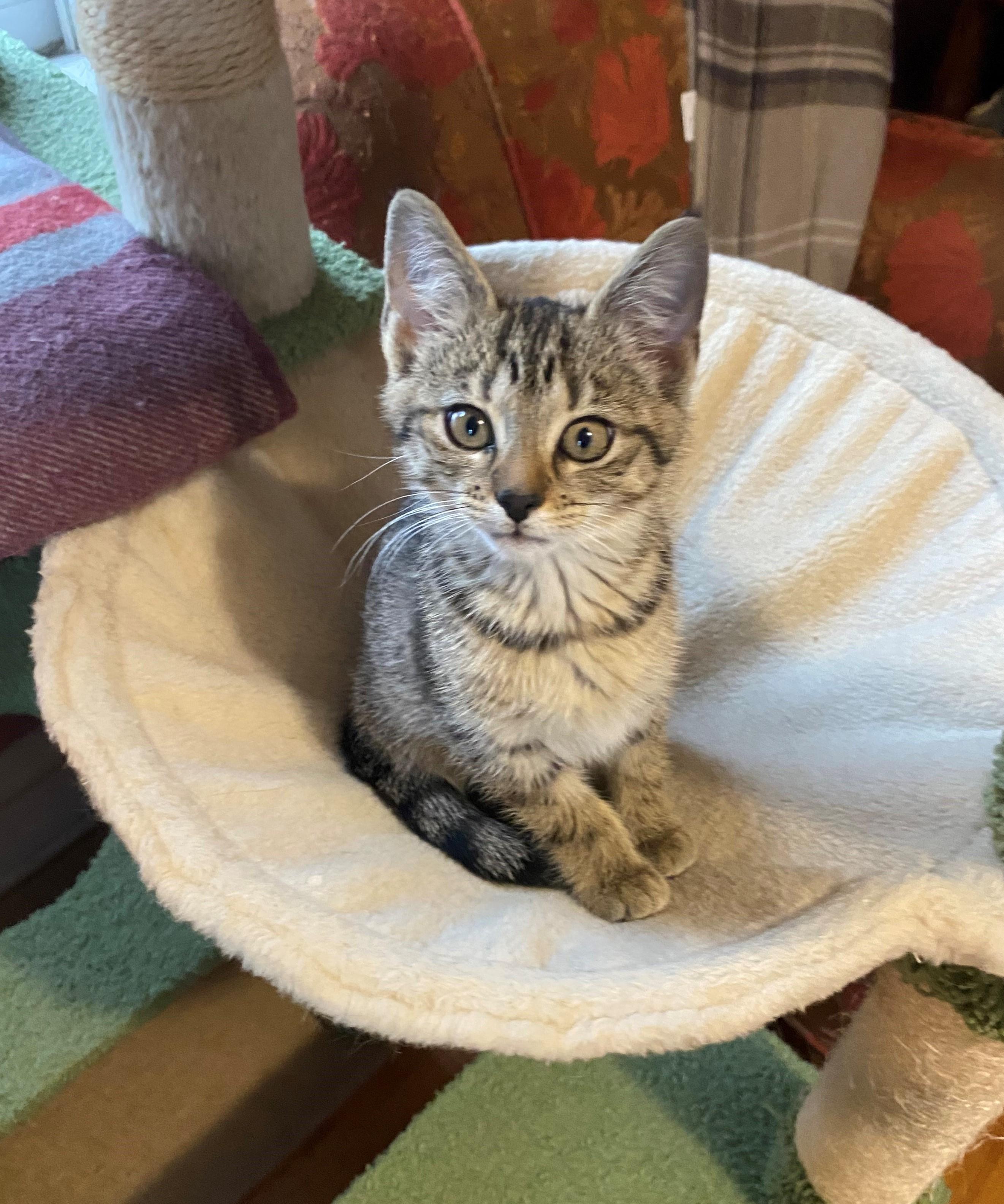 Ramona, an adopted mixed breed in Minneapolis, MN image 4/6