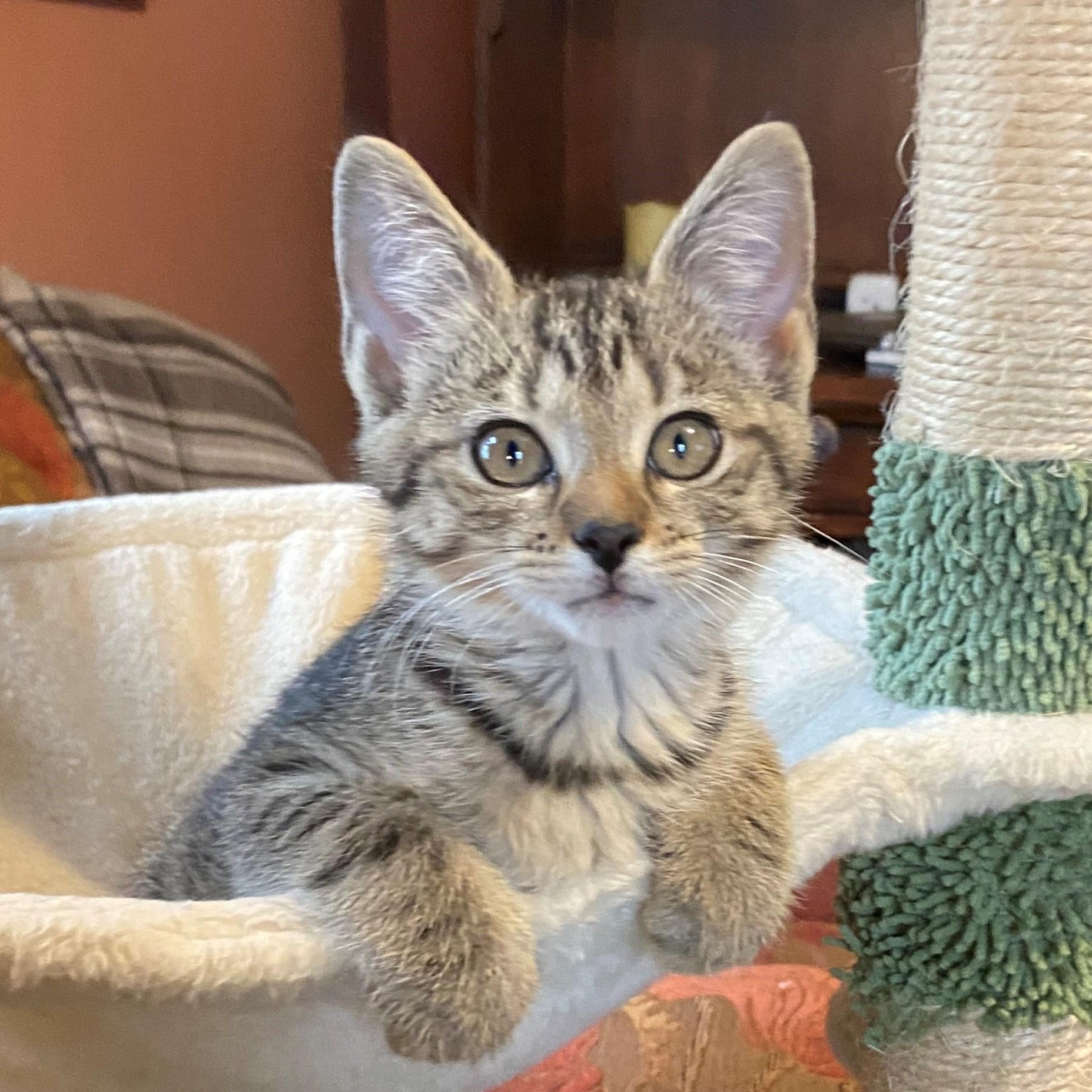 Ramona, adopted, Kitten Female Domestic Short Hair.