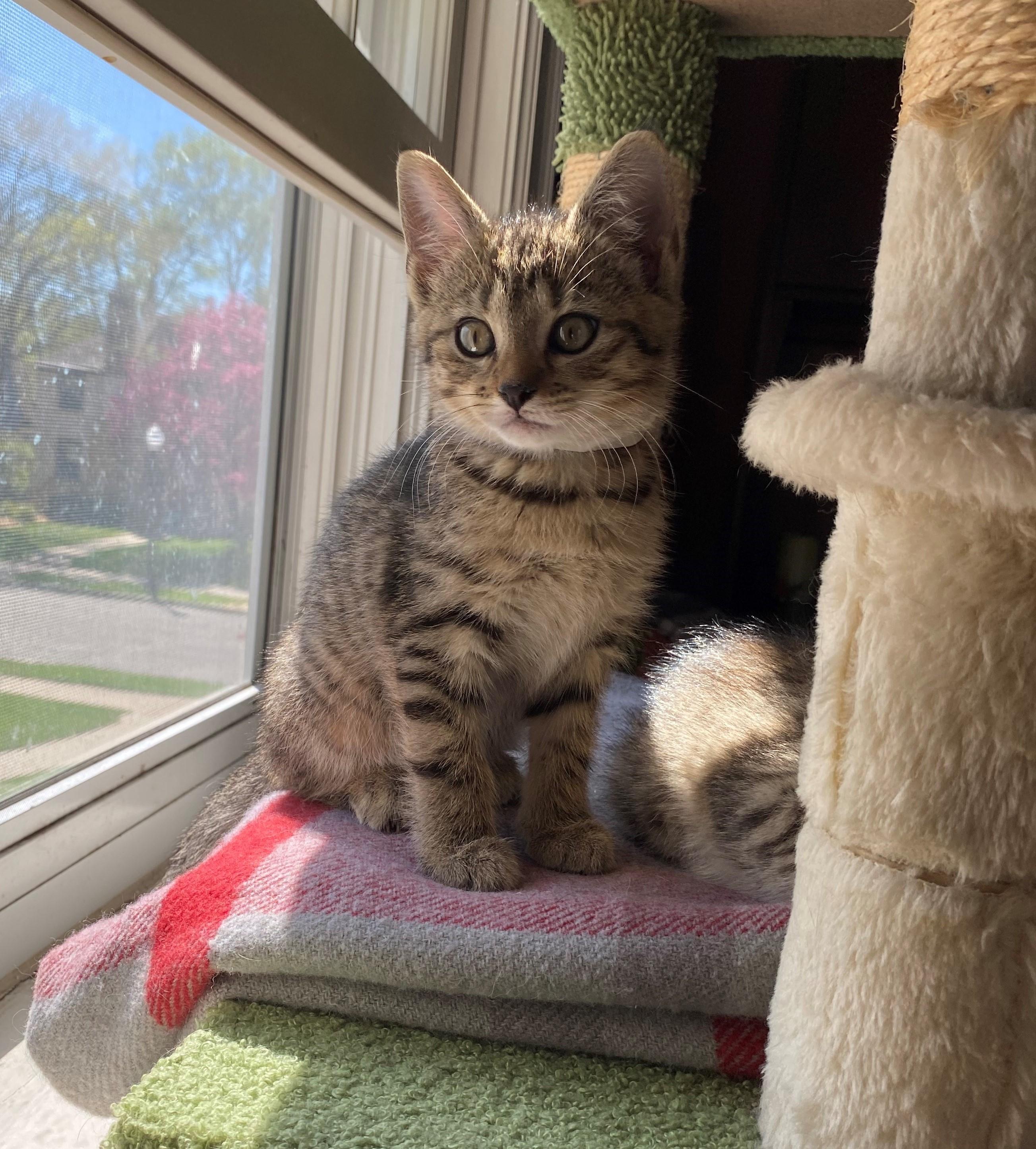 Ramona, an adopted mixed breed in Minneapolis, MN image 3/6