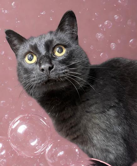 Noelle, ADOPTABLE, Adult Female Domestic Short Hair.