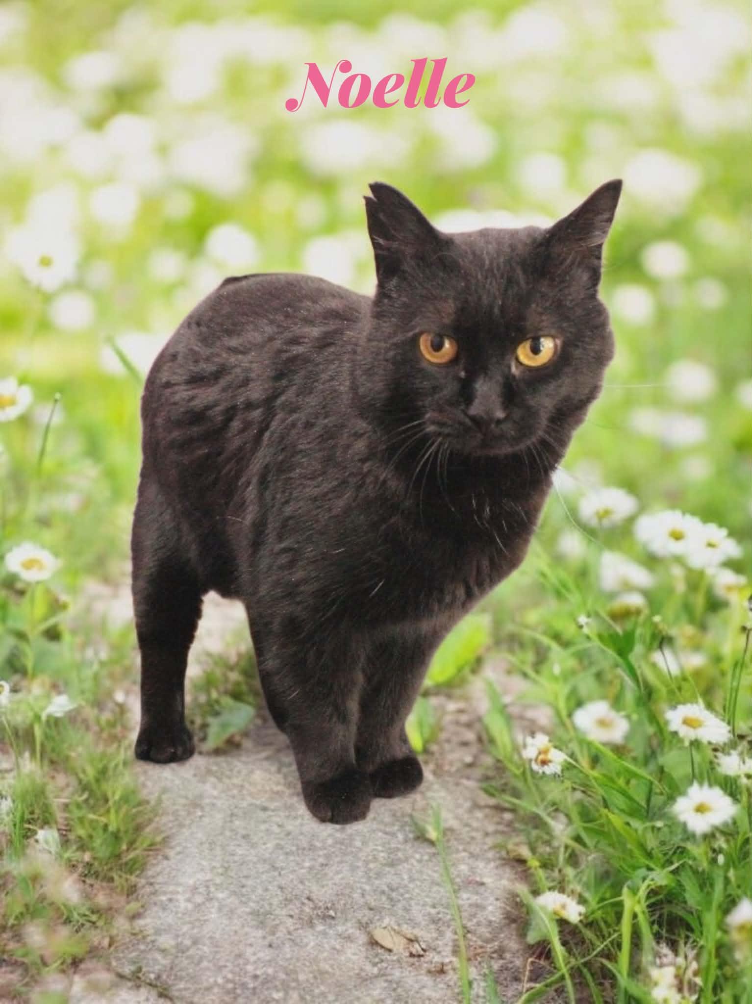 Noelle, a ADOPTABLE Domestic Short Hair in Orleans, VT image 1/2