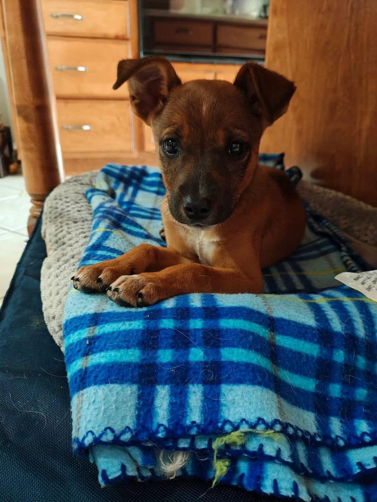 Enlarge Oakley, a Adoptable mixed breed in Russellville, KY image 1/1