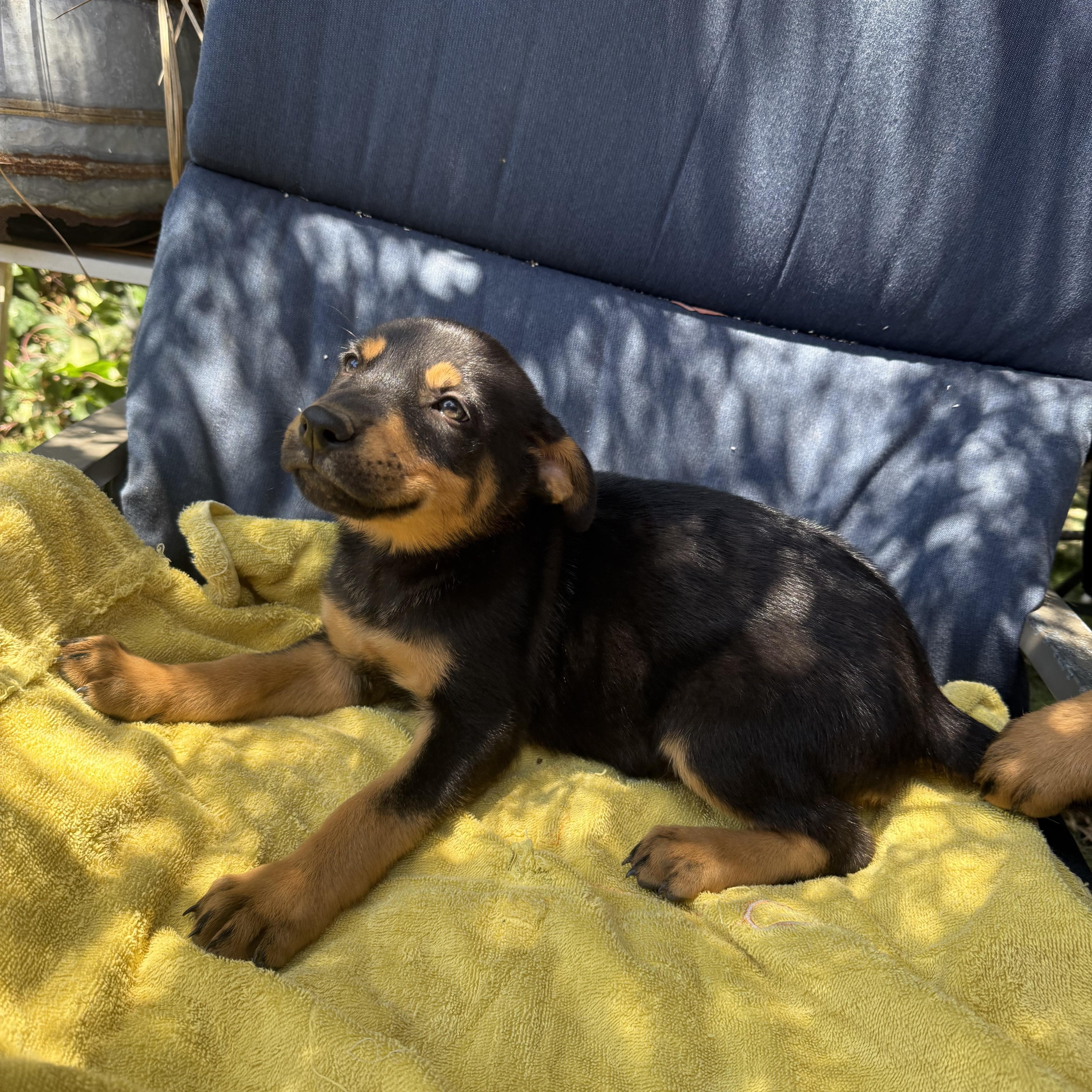 Enlarge Poppy, a Adopted Rottweiler in Ramona, CA image 1/2