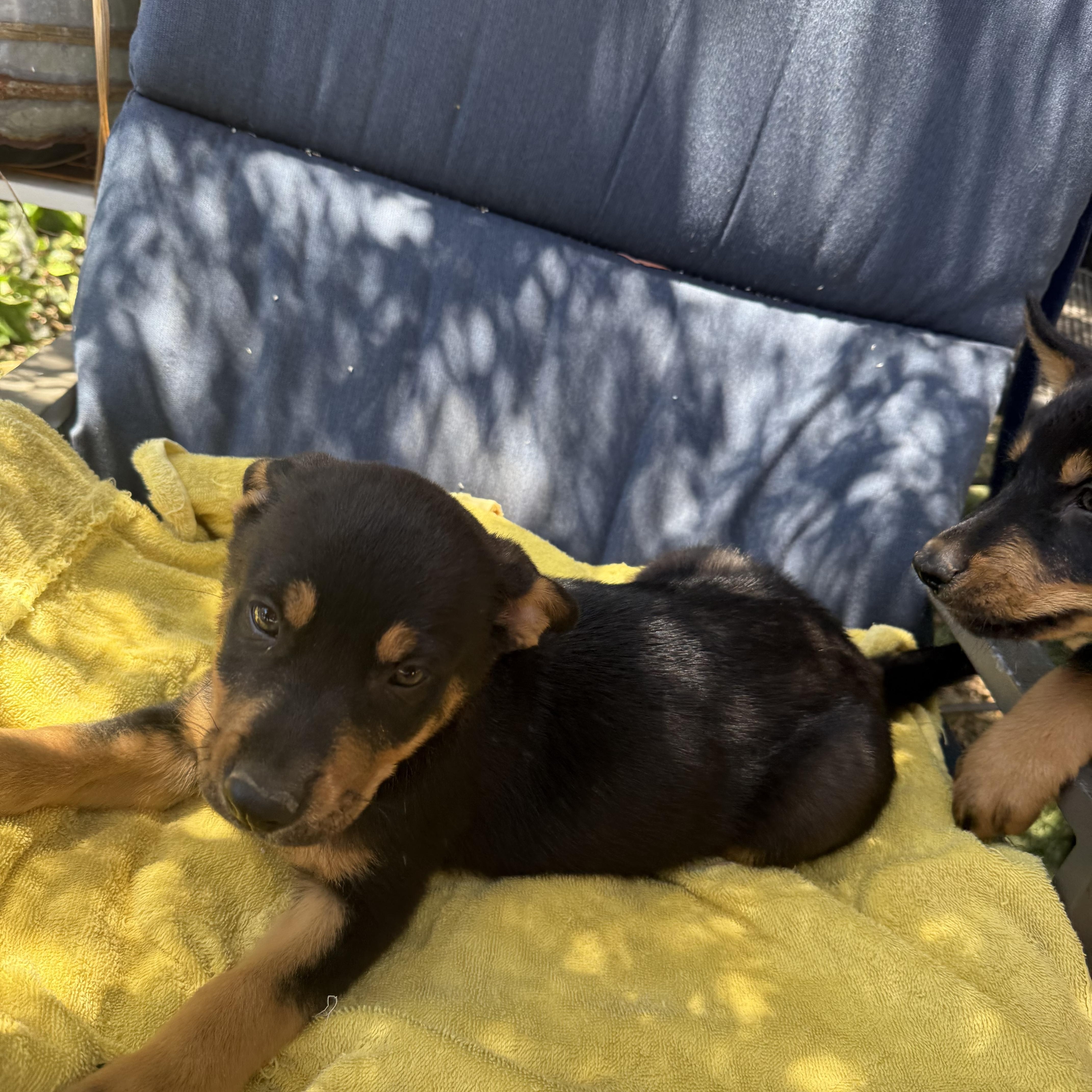 Enlarge Poppy, a Adopted Rottweiler in Ramona, CA image 2/2