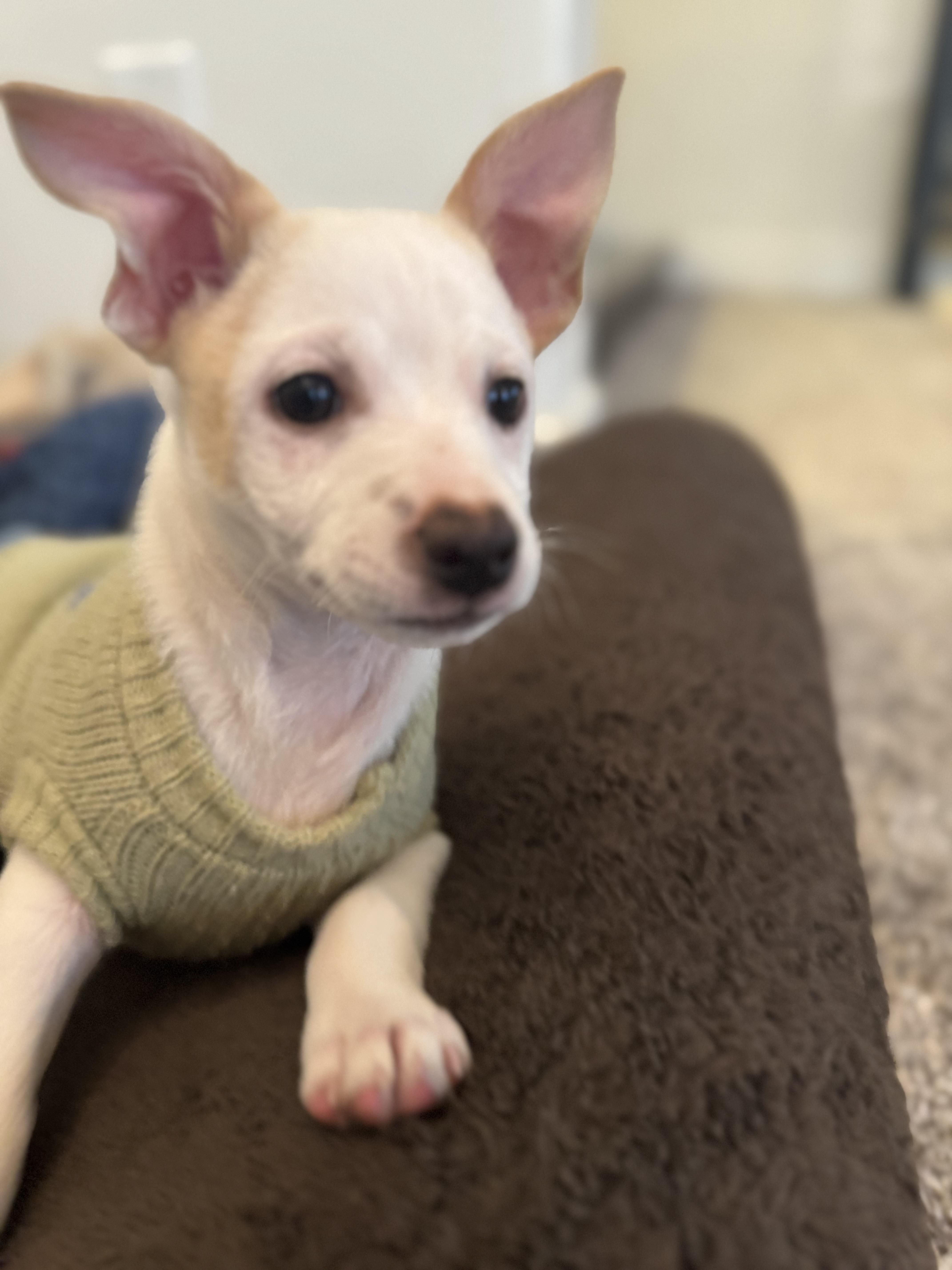 Enlarge Pilgrim, a Adoptable mixed breed in Bakersfield, CA image 1/6