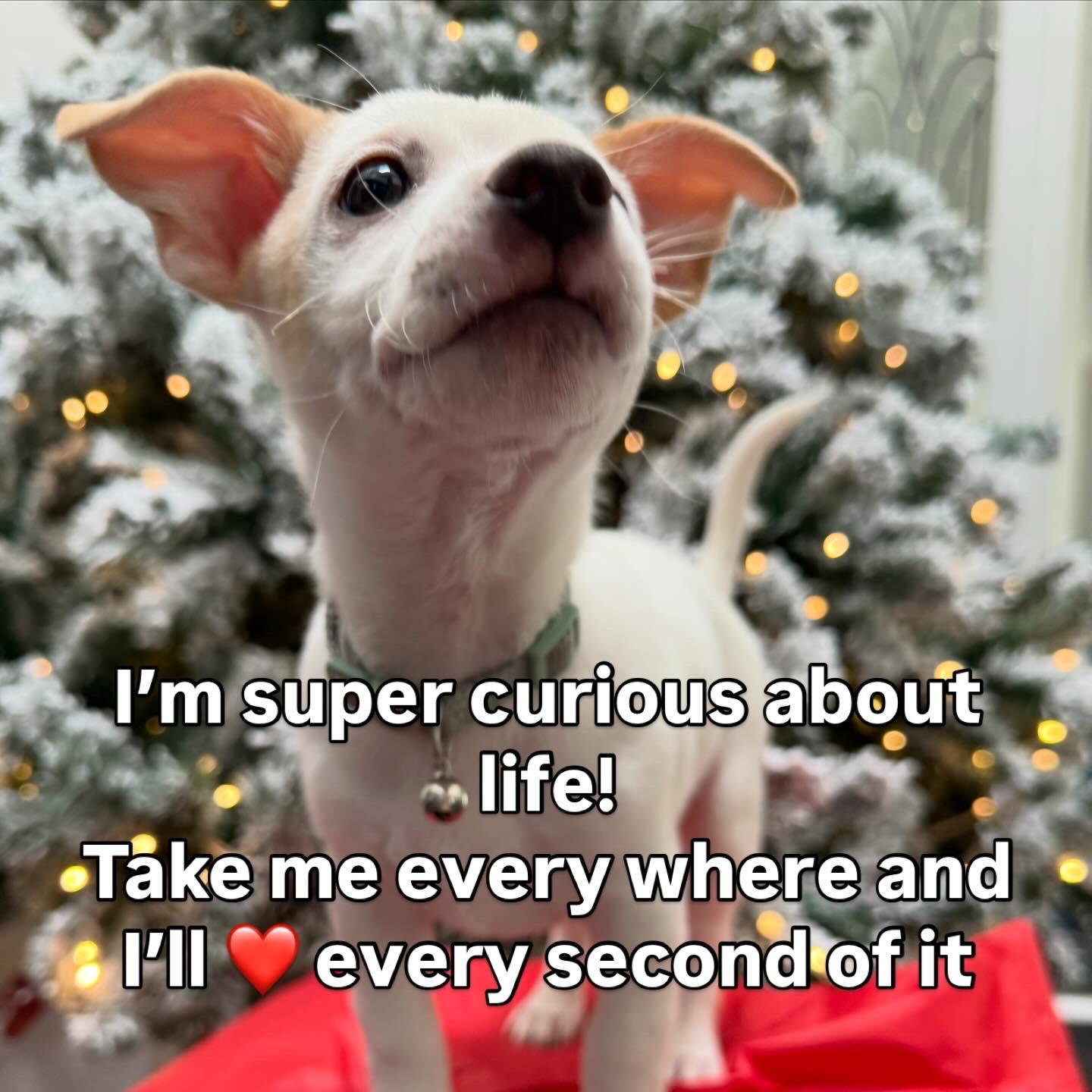 Enlarge Pilgrim, a Adoptable mixed breed in Bakersfield, CA image 2/6