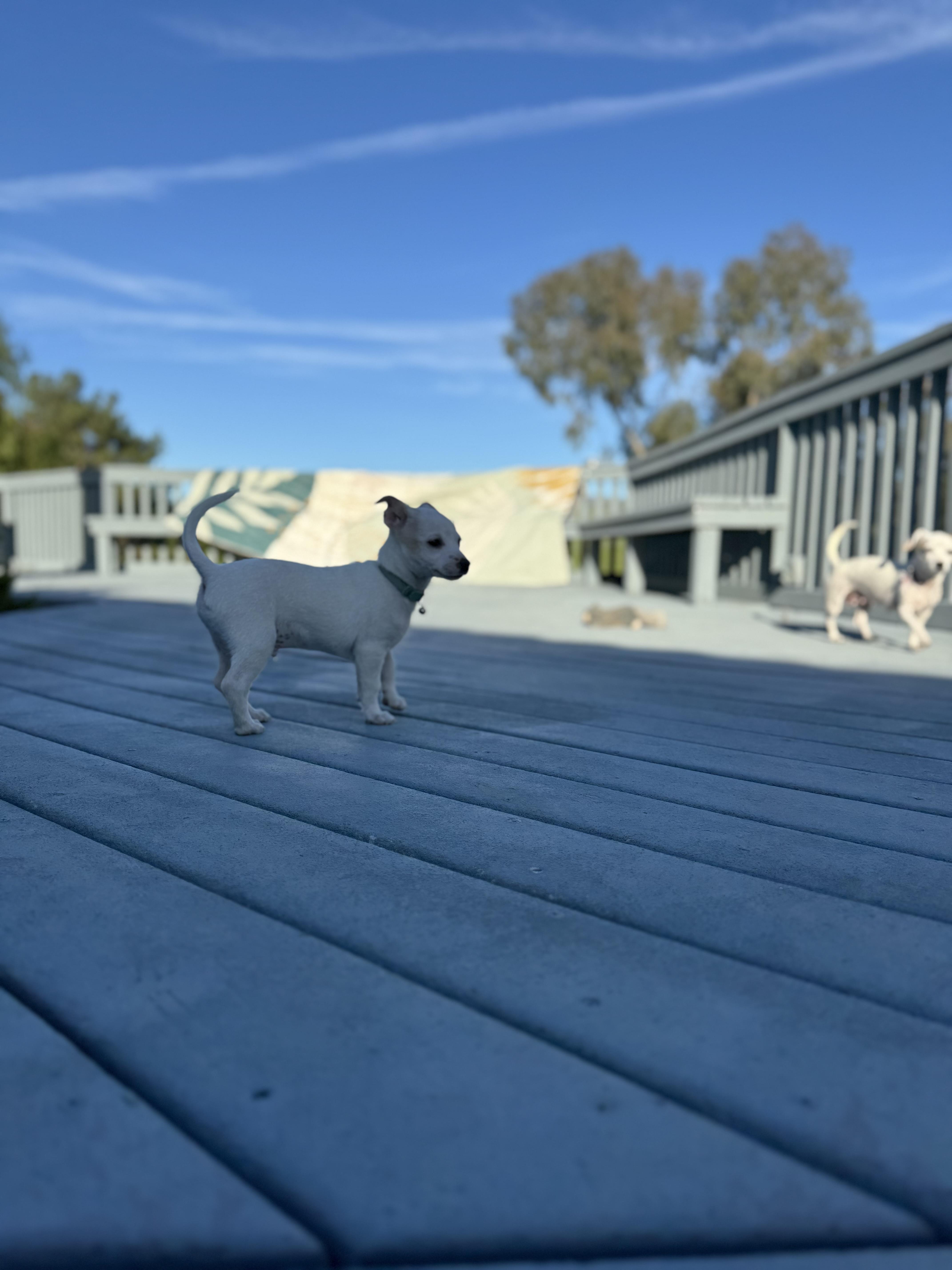 Enlarge Pilgrim, a Adoptable mixed breed in Bakersfield, CA image 3/6