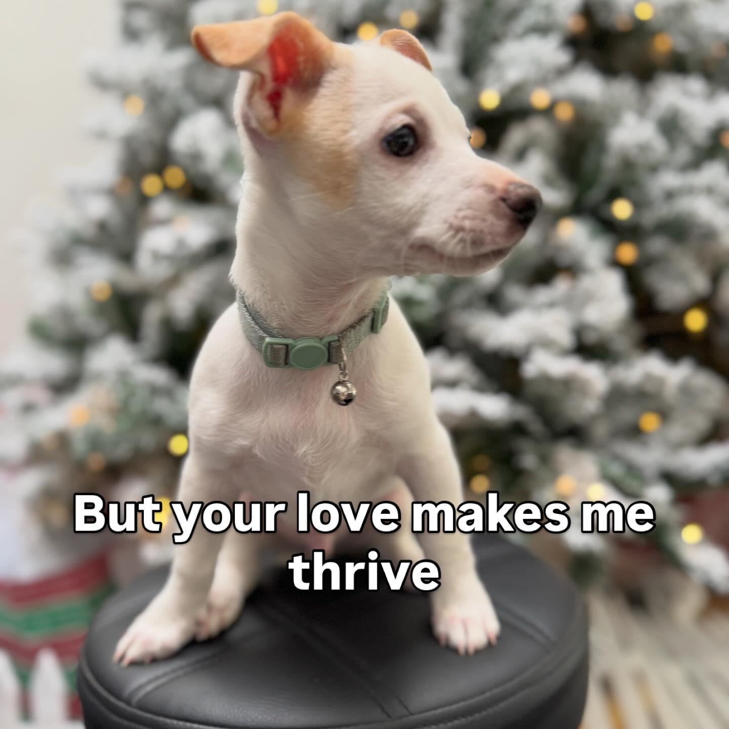 Enlarge Pilgrim, a Adoptable mixed breed in Bakersfield, CA image 4/6