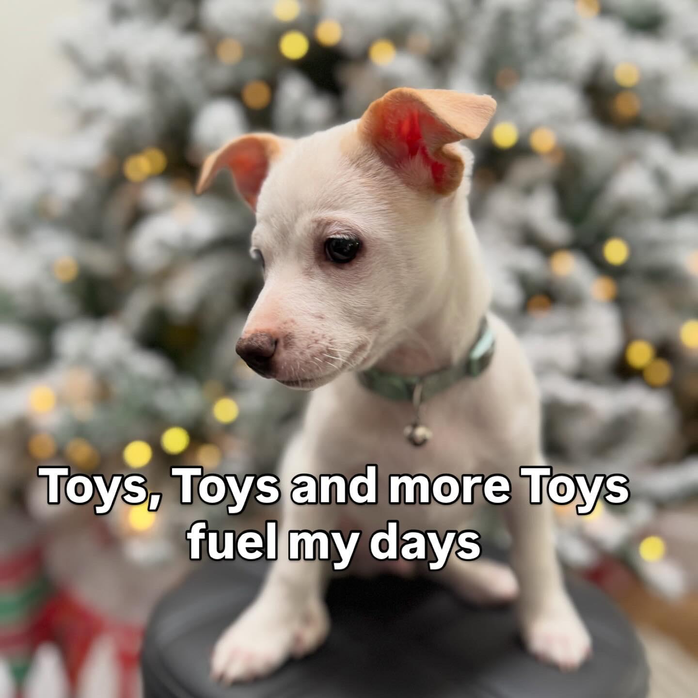 Enlarge Pilgrim, a Adoptable mixed breed in Bakersfield, CA image 5/6