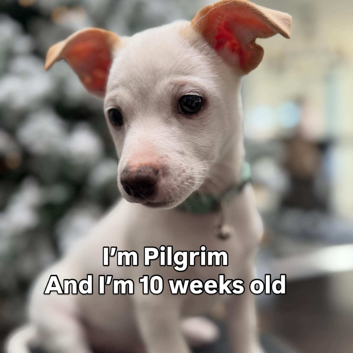 Enlarge Pilgrim, a Adoptable mixed breed in Bakersfield, CA image 6/6