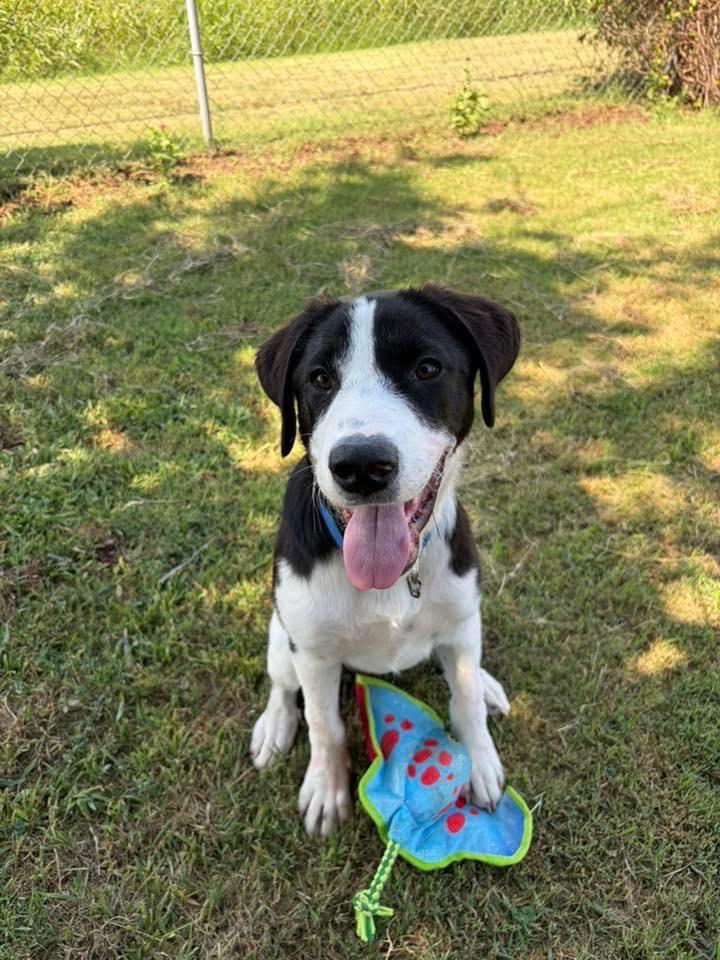 Poppy, Adoptable, Puppy Female Border Collie & Great Pyrenees.