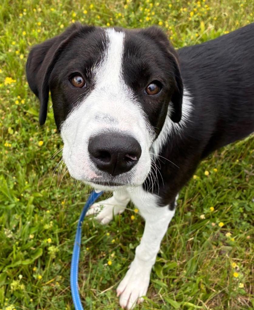 Poppy, a Adoptable mixed breed in North Syracuse, NY image 2/4