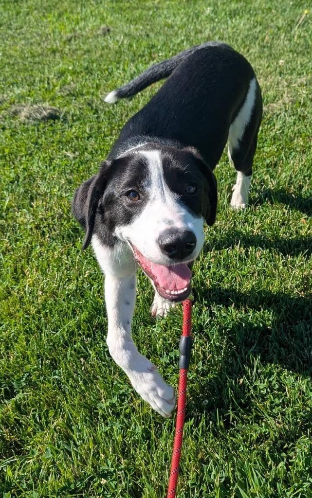 Poppy, a Adoptable mixed breed in North Syracuse, NY image 3/4