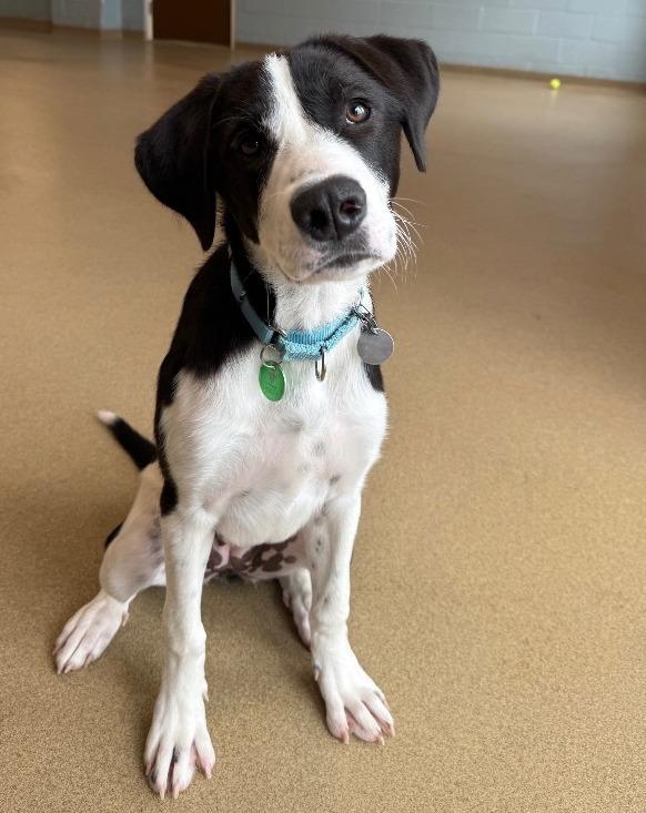 Poppy, a Adoptable mixed breed in North Syracuse, NY image 4/4
