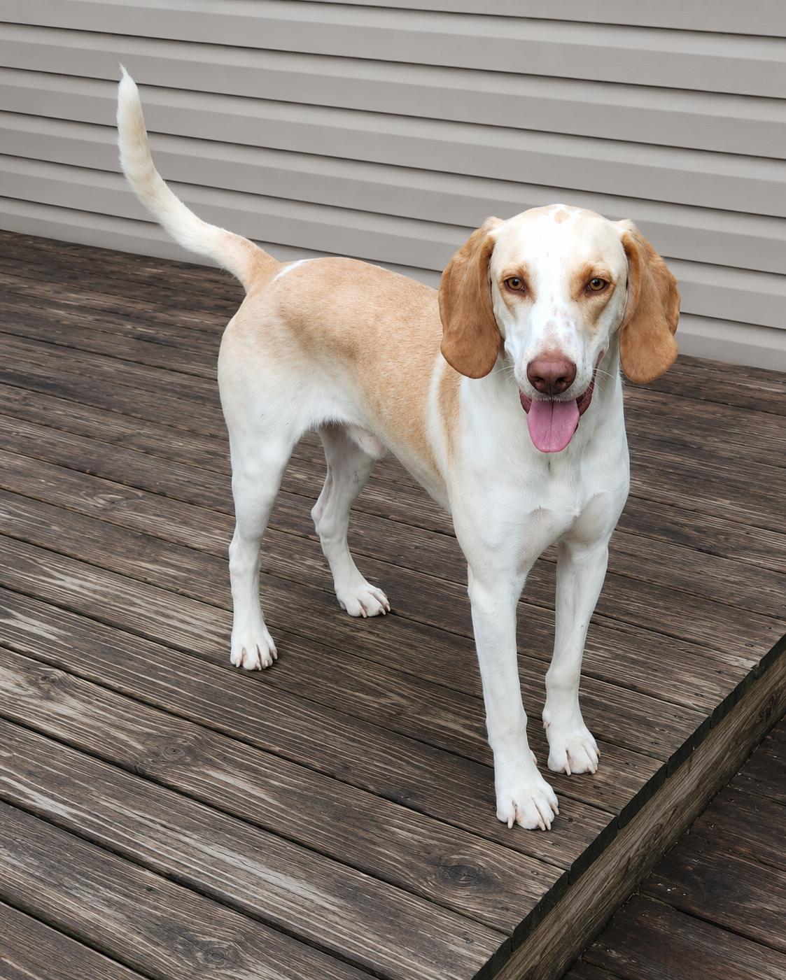 King, ADOPTABLE, Young Male American Foxhound.