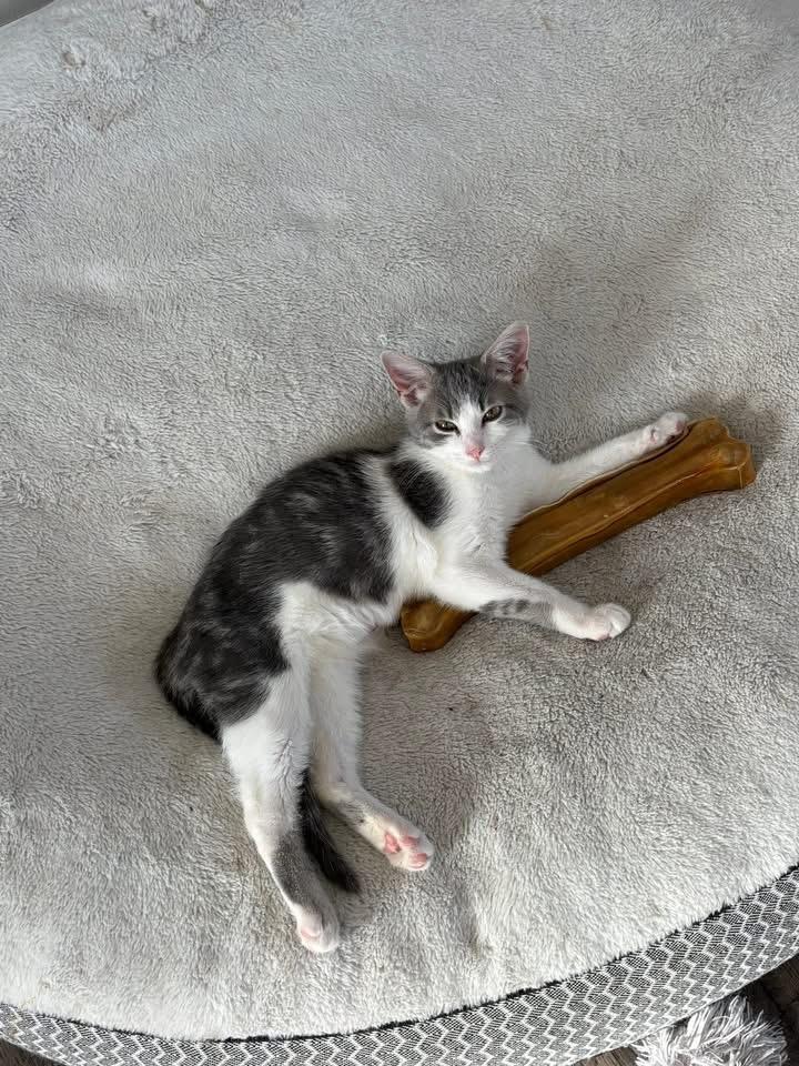 Enlarge Randall, an adopted Domestic Short Hair in South Lyon, MI image 5/5