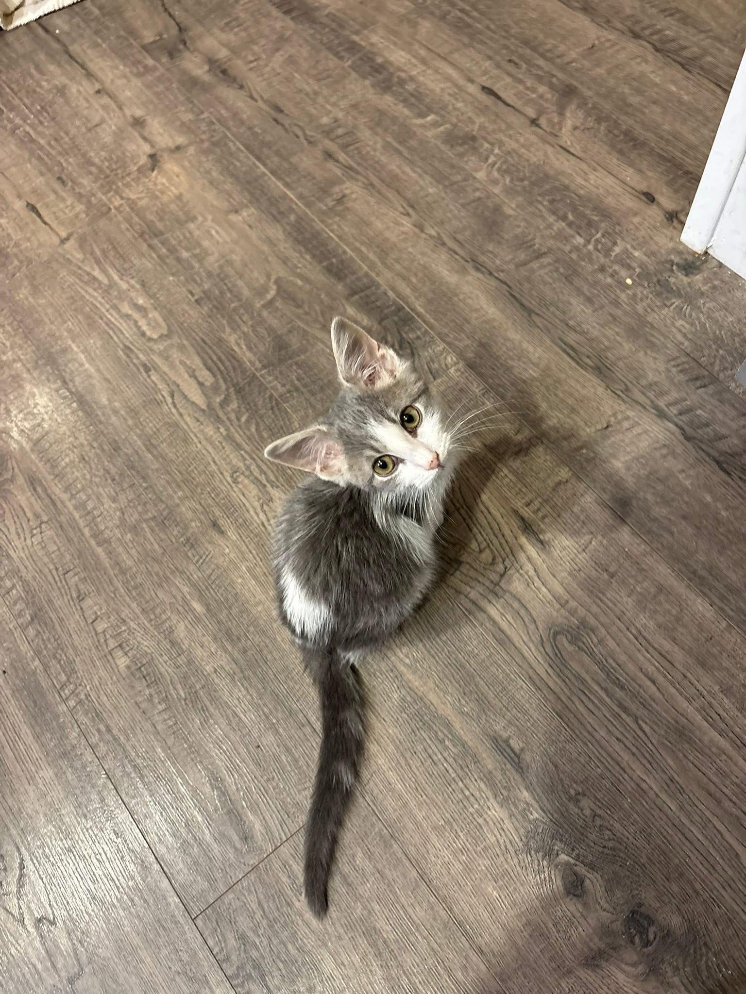 Enlarge Randall, an adopted Domestic Short Hair in South Lyon, MI image 3/5