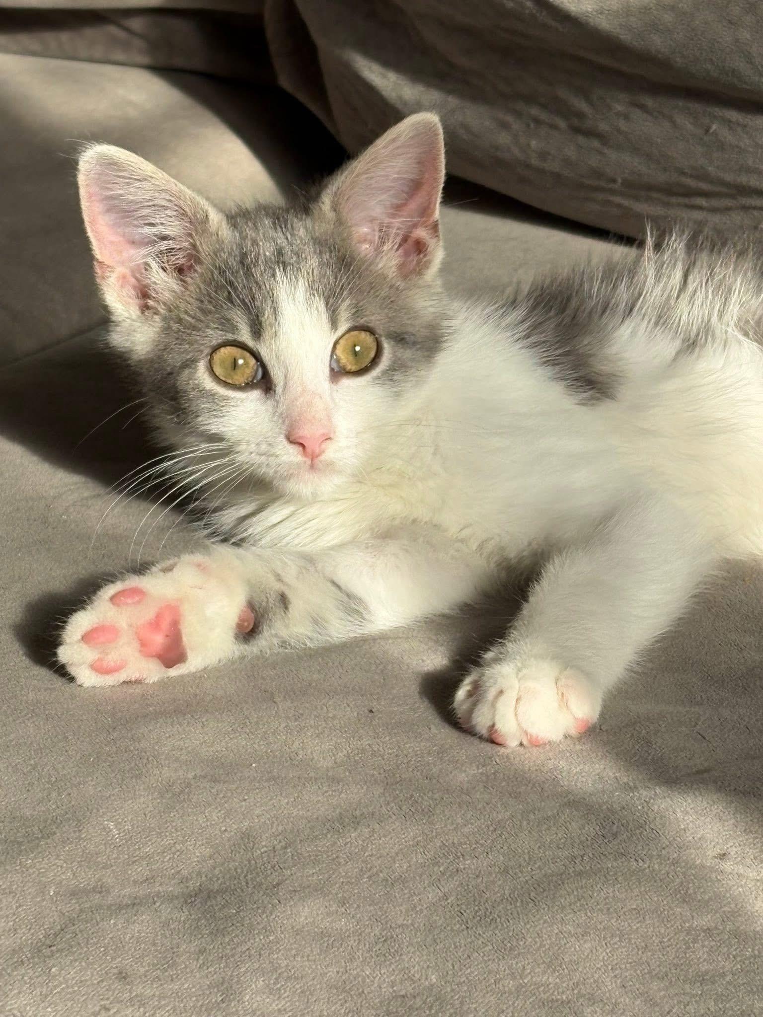 Enlarge Randall, an adopted Domestic Short Hair in South Lyon, MI image 1/5