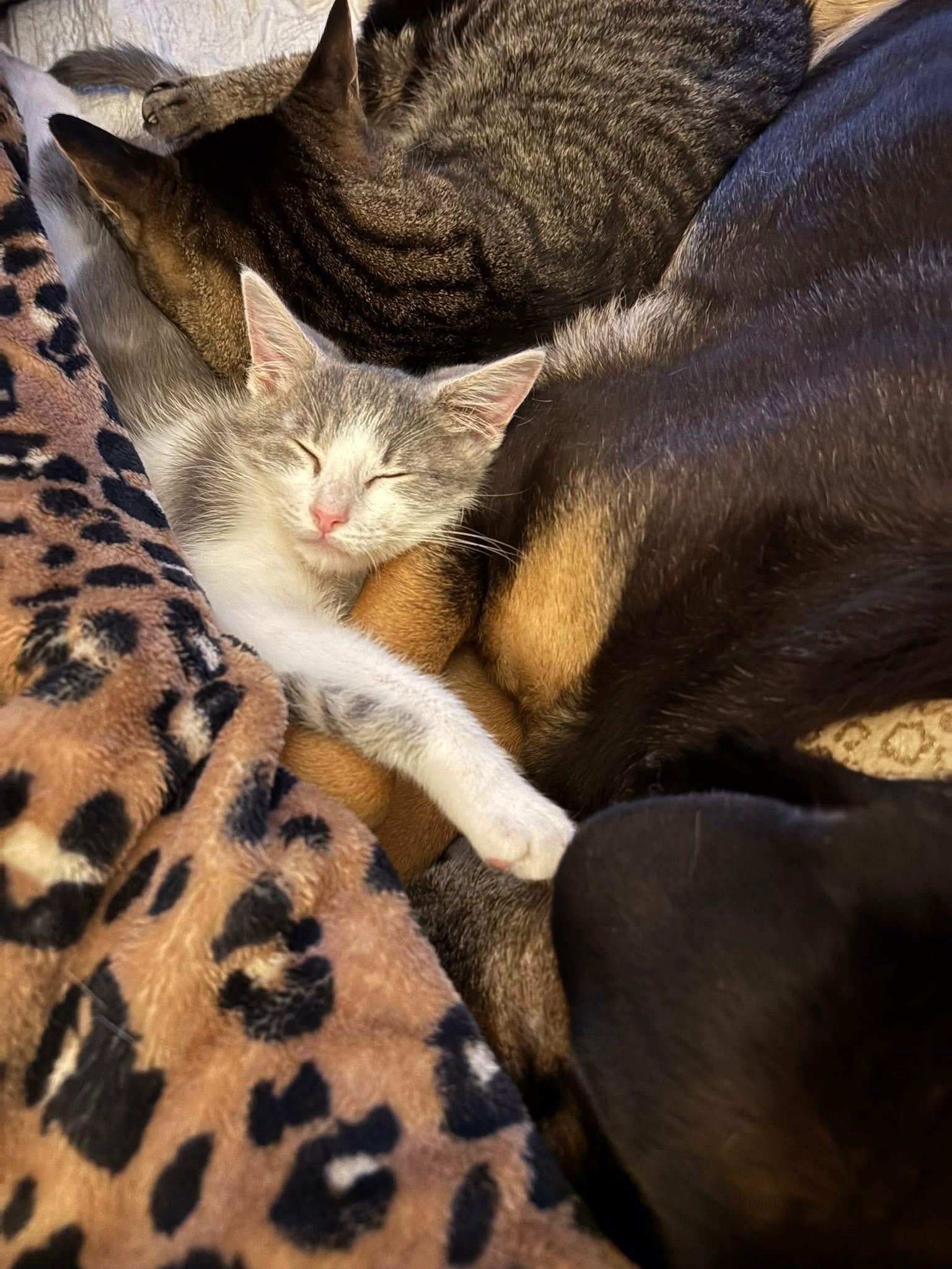 Enlarge Randall, an adopted Domestic Short Hair in South Lyon, MI image 4/5