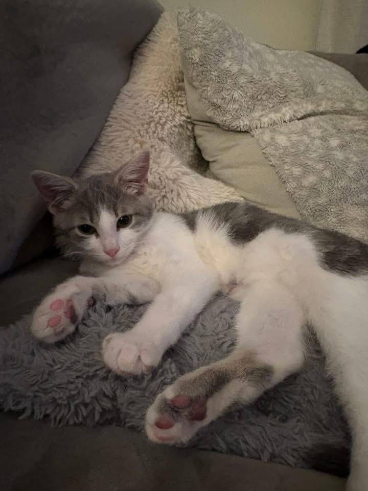 Enlarge Randall, an adopted Domestic Short Hair in South Lyon, MI image 2/5