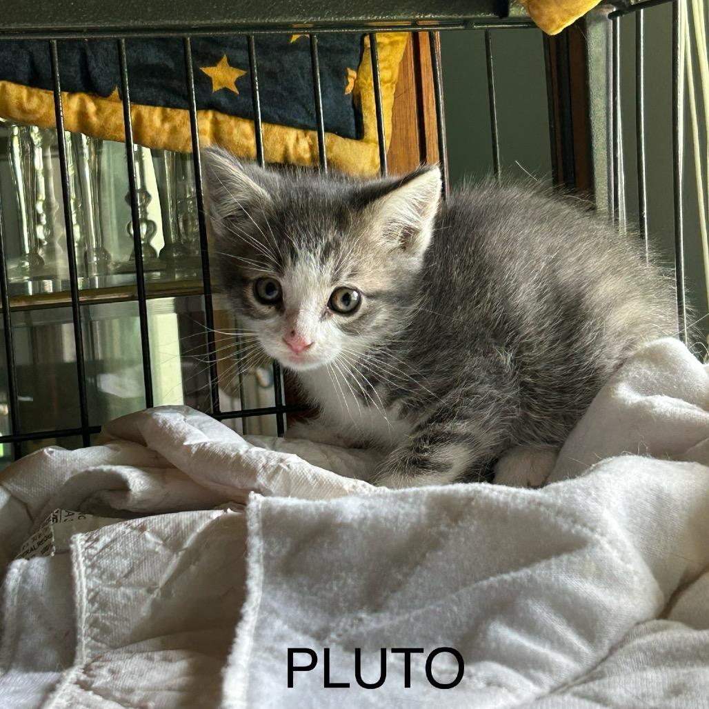 Pluto, Adoptable, Young Male Domestic Short Hair.