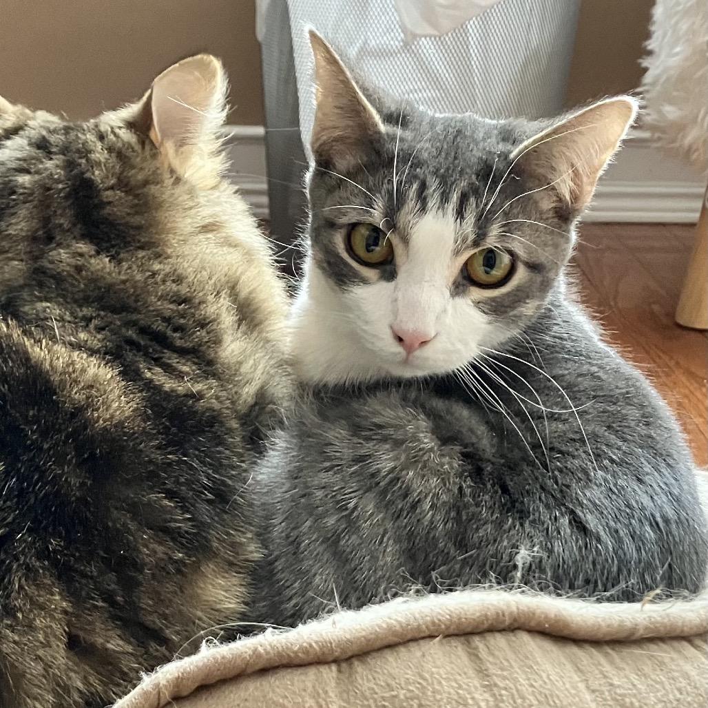 Enlarge Pluto, a Adoptable Domestic Short Hair in Ferndale, MI image 2/6