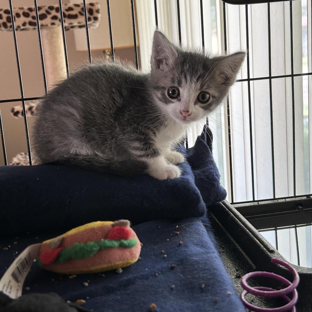 Enlarge Pluto, a Adoptable Domestic Short Hair in Ferndale, MI image 2/6