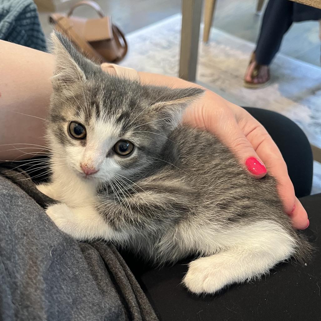 Enlarge Pluto, a Adoptable Domestic Short Hair in Ferndale, MI image 3/6