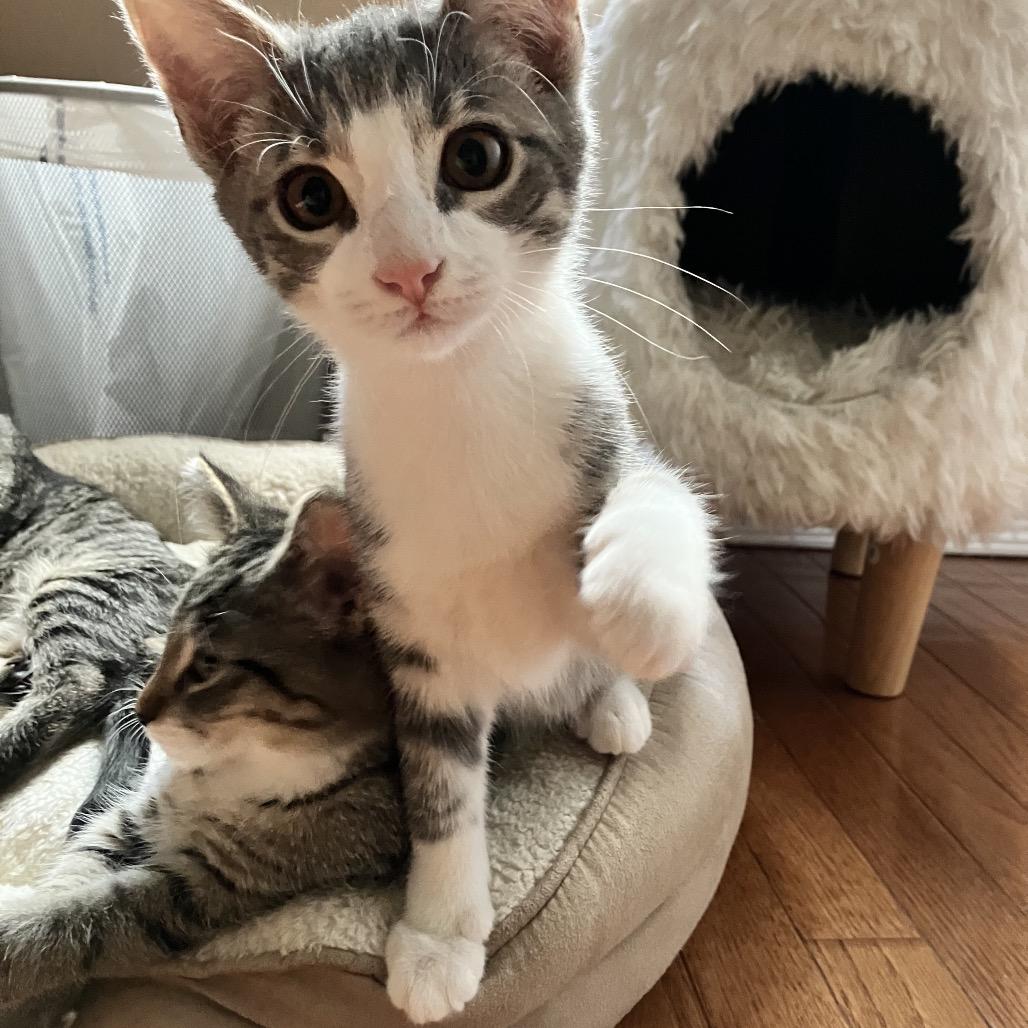 Enlarge Pluto, a Adoptable Domestic Short Hair in Ferndale, MI image 5/6