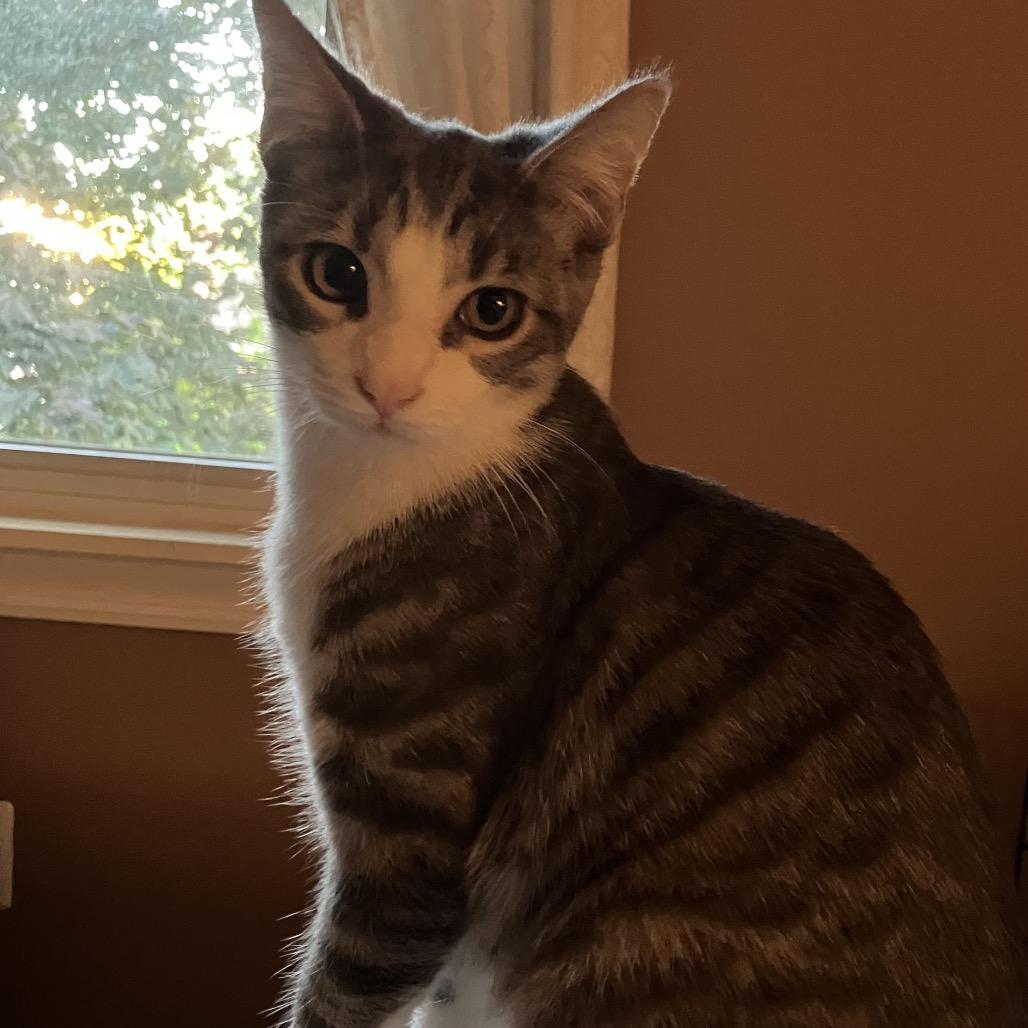 Enlarge Pluto, a Adoptable Domestic Short Hair in Ferndale, MI image 6/6