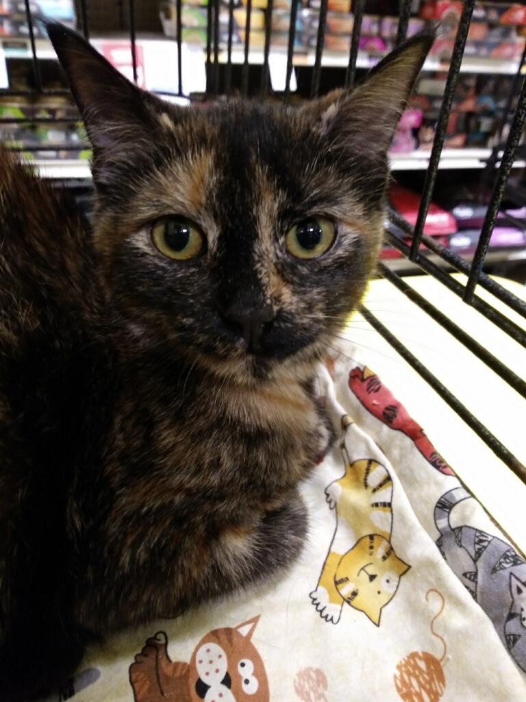 Ginger Shewman (beautiful gentle girl and sister to Pumpkin!)