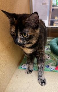 Ginger Shewman (beautiful gentle girl and sister to Pumpkin!) — thumbnail 2