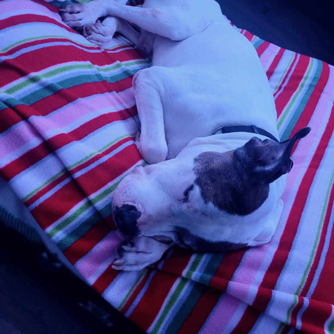 Enlarge George, a Adopted American Bulldog in Etobicoke, ON image 1/3