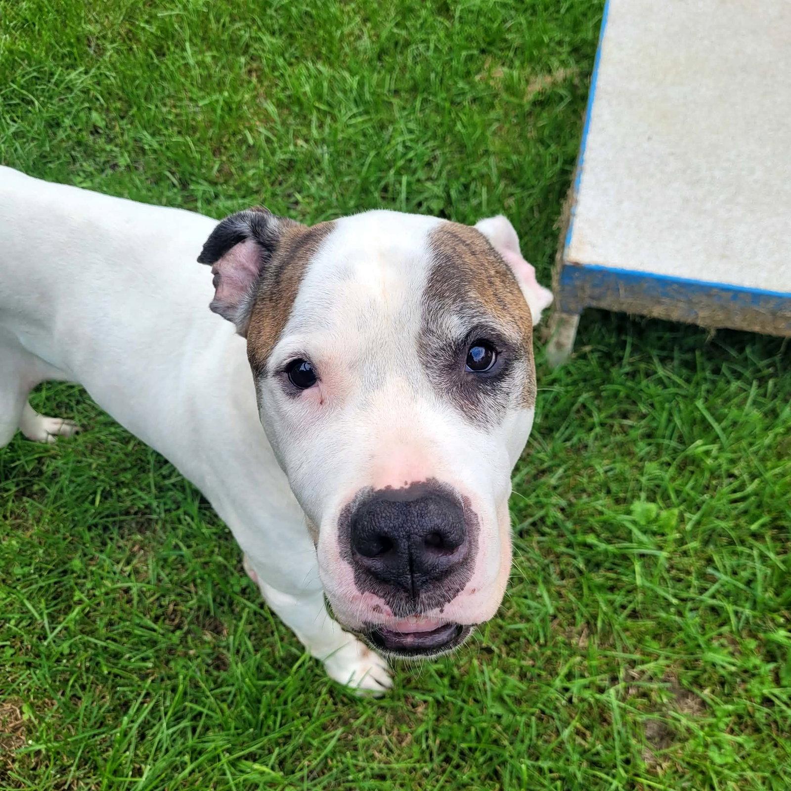 Enlarge George, a Adopted American Bulldog in Etobicoke, ON image 2/3