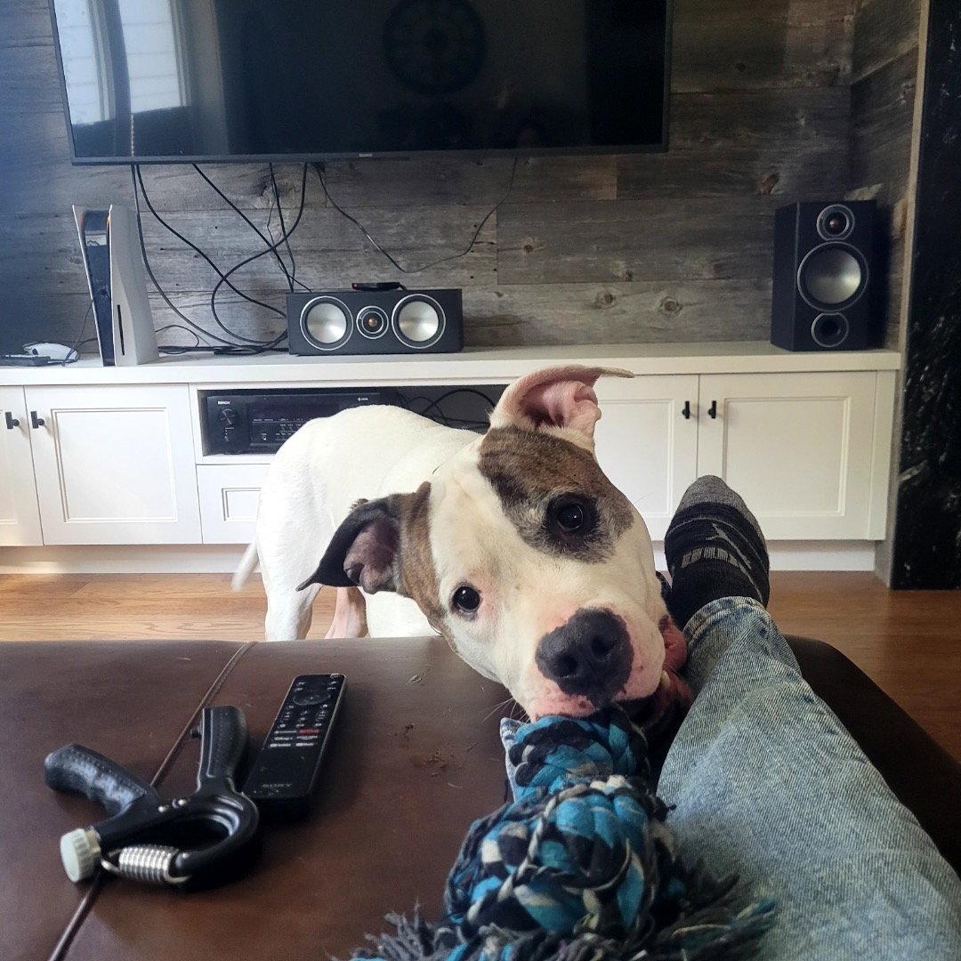 Enlarge George, a Adopted American Bulldog in Etobicoke, ON image 3/3