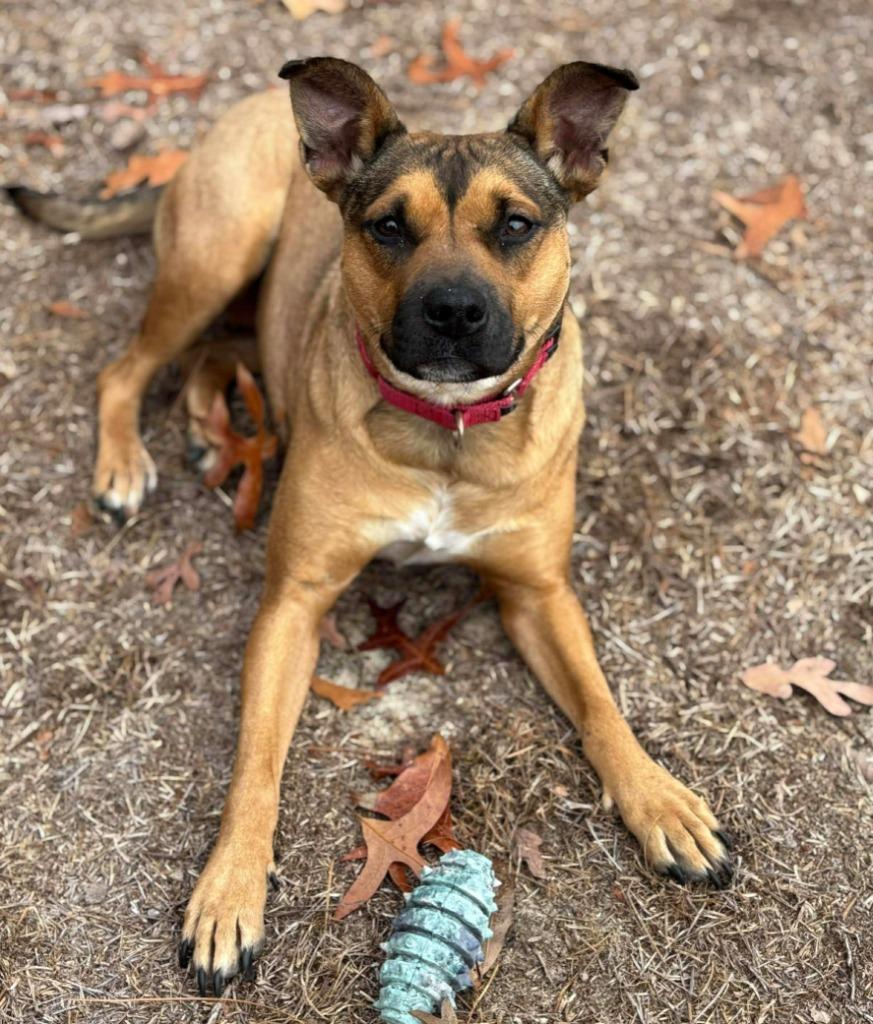 Pinky, Adoptable, Adult Female Shepherd.