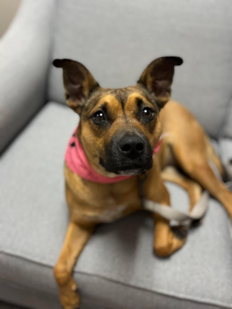 Enlarge Pinky, a Adoptable mixed breed in Hartsville, SC image 2/5