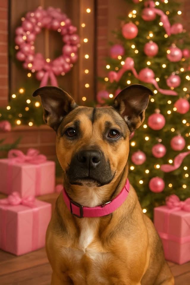 Enlarge Pinky, a Adoptable mixed breed in Hartsville, SC image 2/6