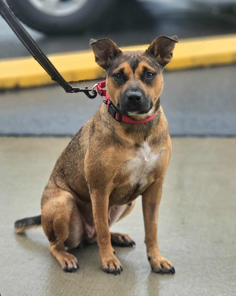 Enlarge Pinky, a Adoptable mixed breed in Hartsville, SC image 5/6