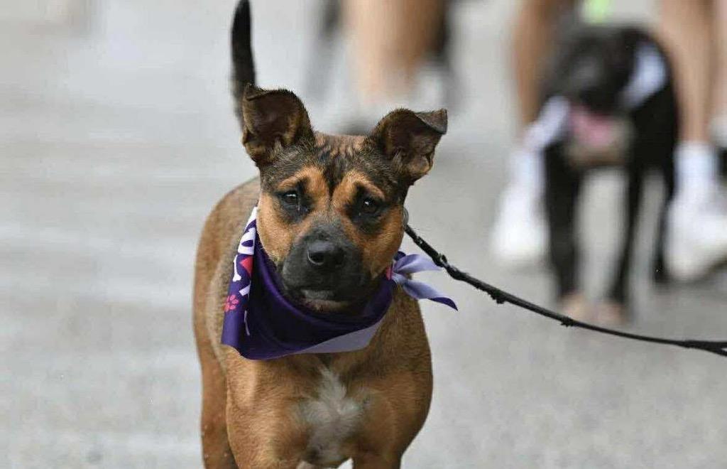 Enlarge Pinky, a Adoptable mixed breed in Hartsville, SC image 6/6