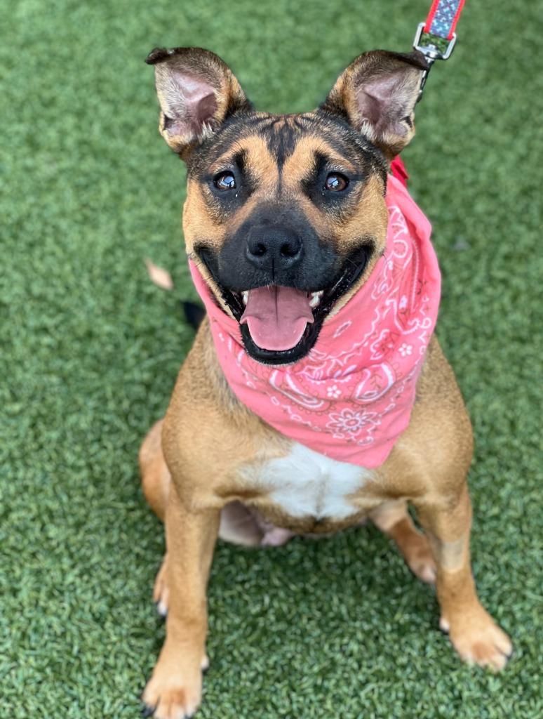 Enlarge Pinky, a Adoptable mixed breed in Hartsville, SC image 5/5