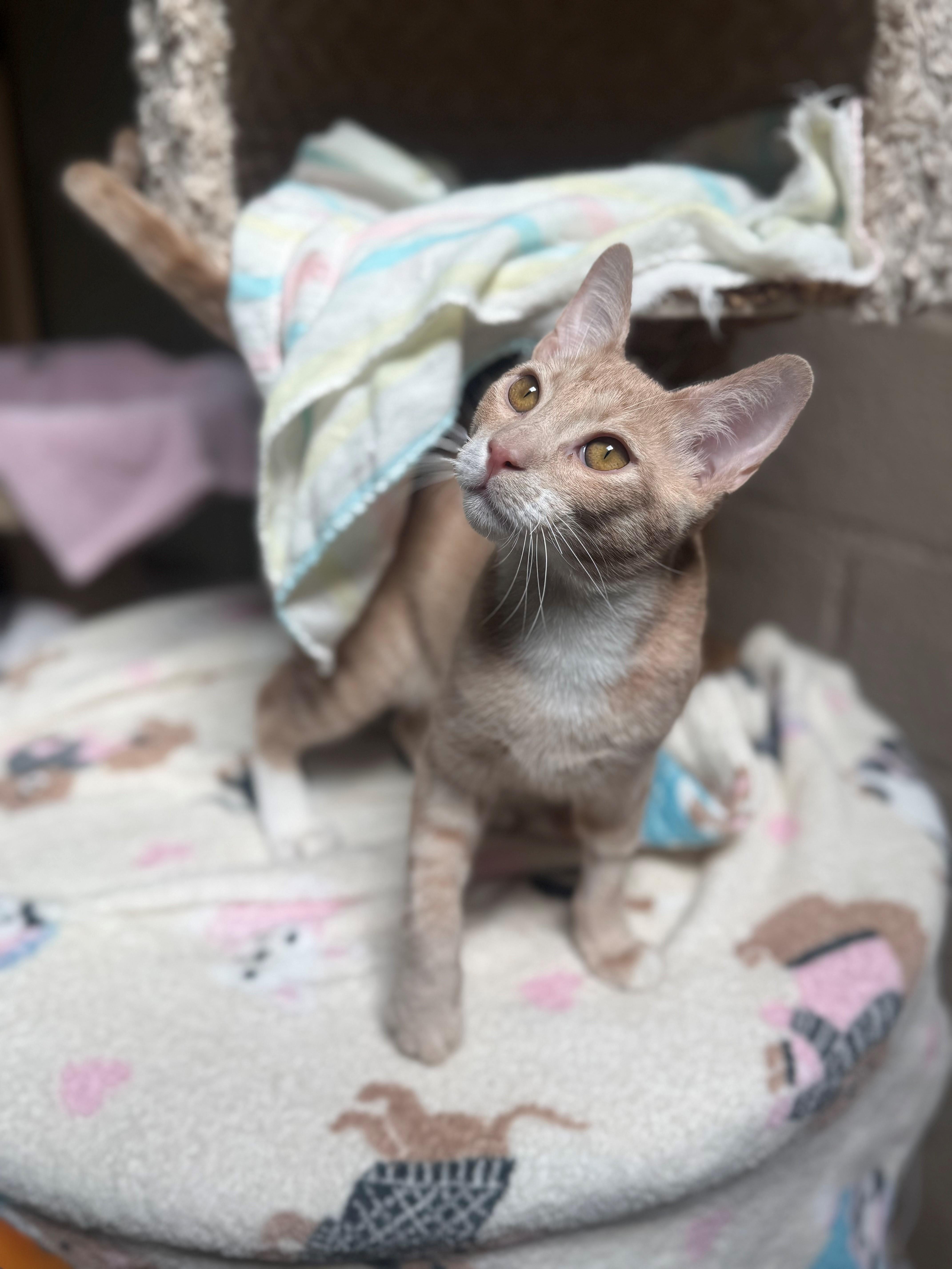 Enlarge Manny, a ADOPTABLE Domestic Short Hair in Laguna Beach, CA image 1/2