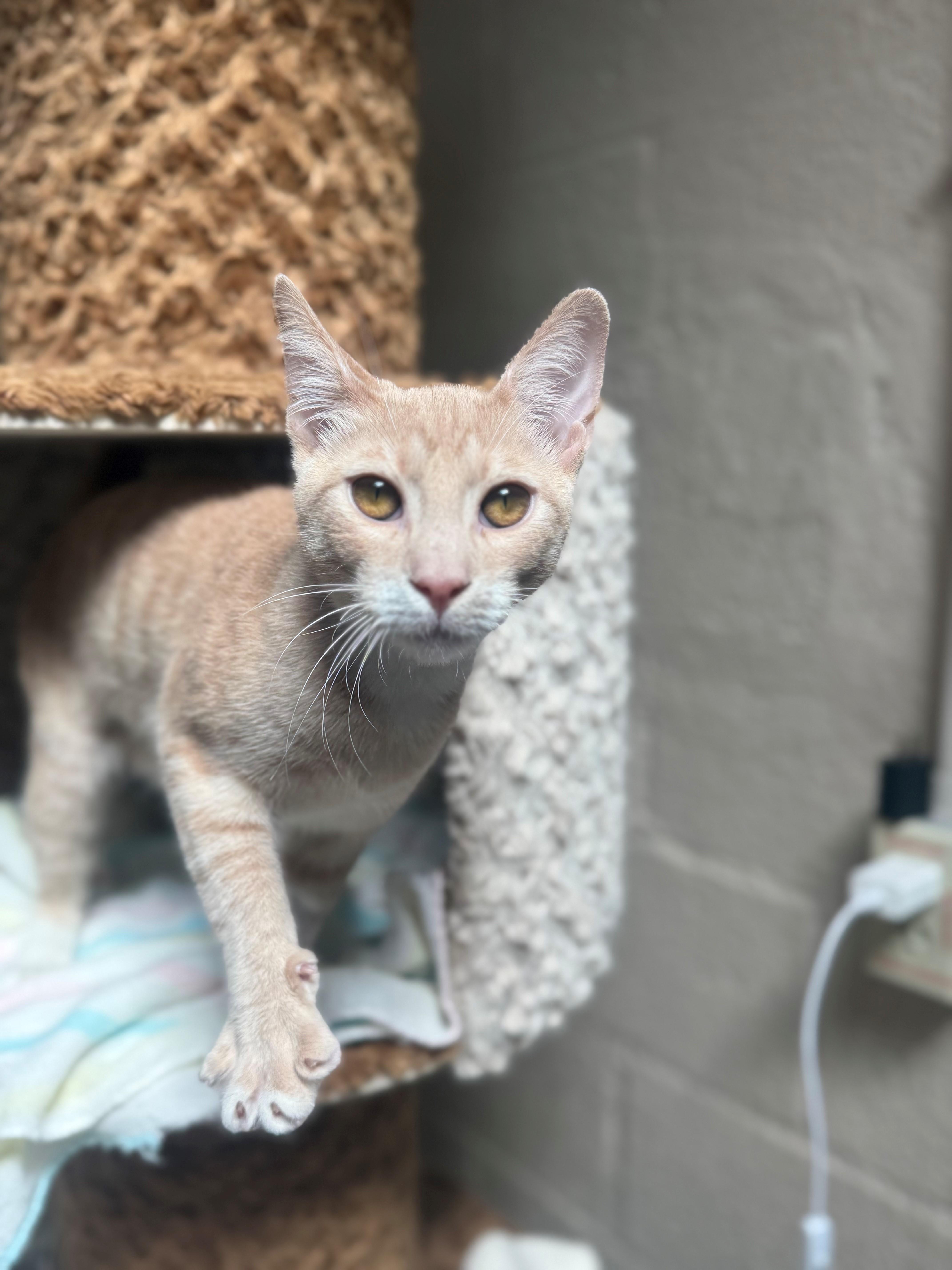 Enlarge Manny, a ADOPTABLE Domestic Short Hair in Laguna Beach, CA image 2/2