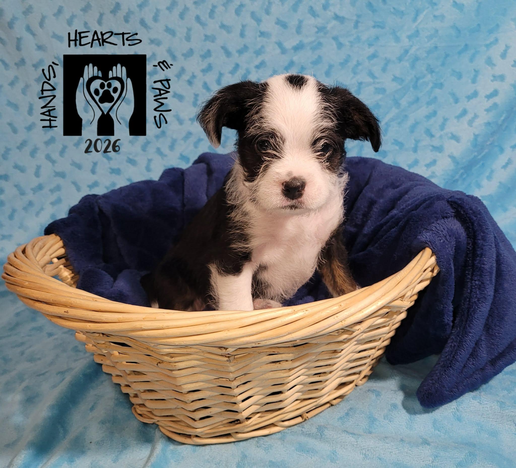 Enlarge Wicked, an adoptable mixed breed in Omaha, NE image 2/4