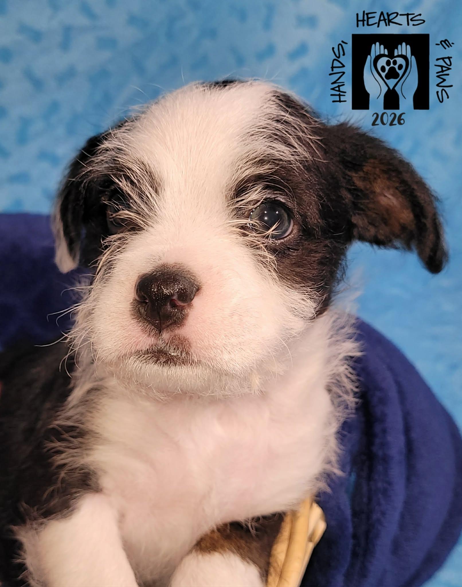 Enlarge Wicked, an adoptable mixed breed in Omaha, NE image 3/4