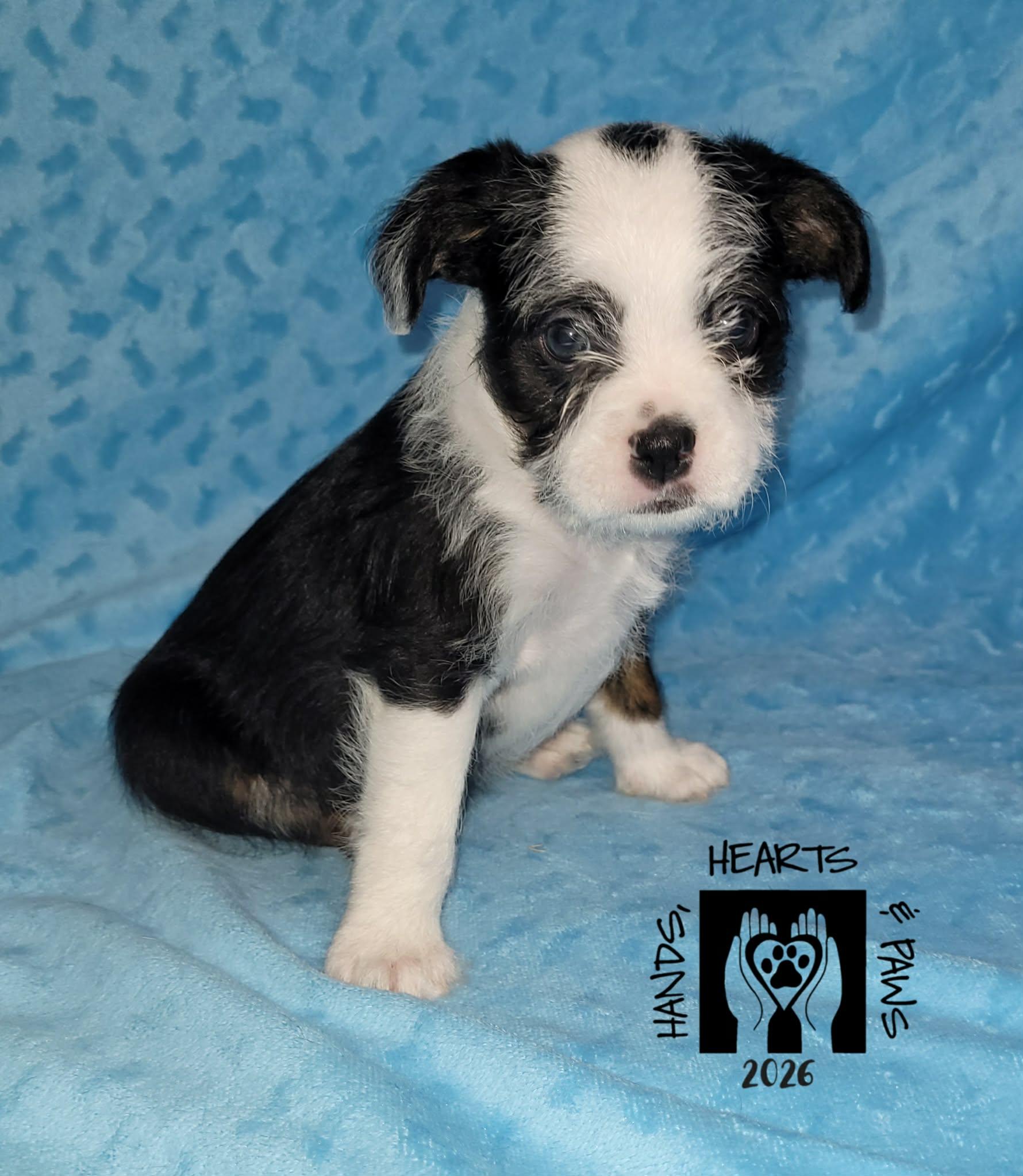 Enlarge Wicked, an adoptable mixed breed in Omaha, NE image 1/4