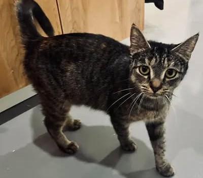 Maxine, Adoptable, Adult Female American Shorthair.