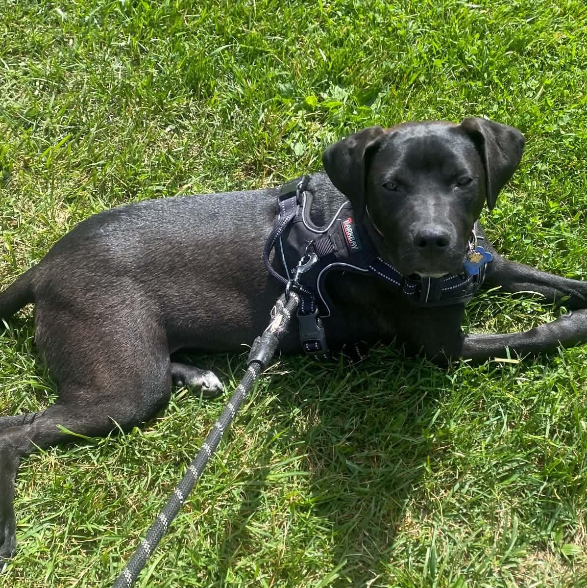 Enlarge Young man Sam, an adopted mixed breed in Blue Bell, PA image 3/6